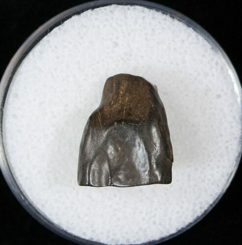 Triceratops Shed Tooth - Montana #16662